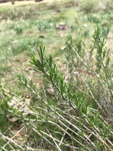 bitterbrush oregon spring leaves