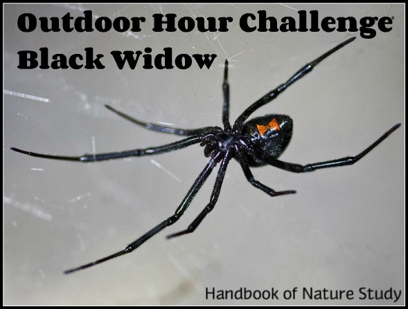 Black Widow Spider nature study
