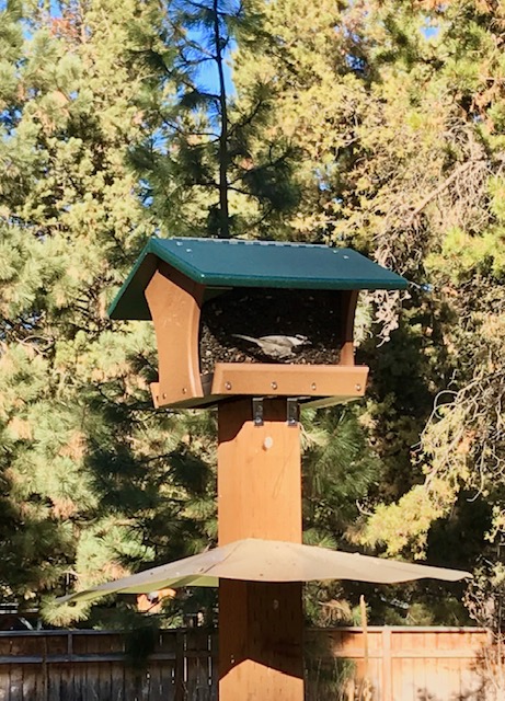 chickadee at the feeder