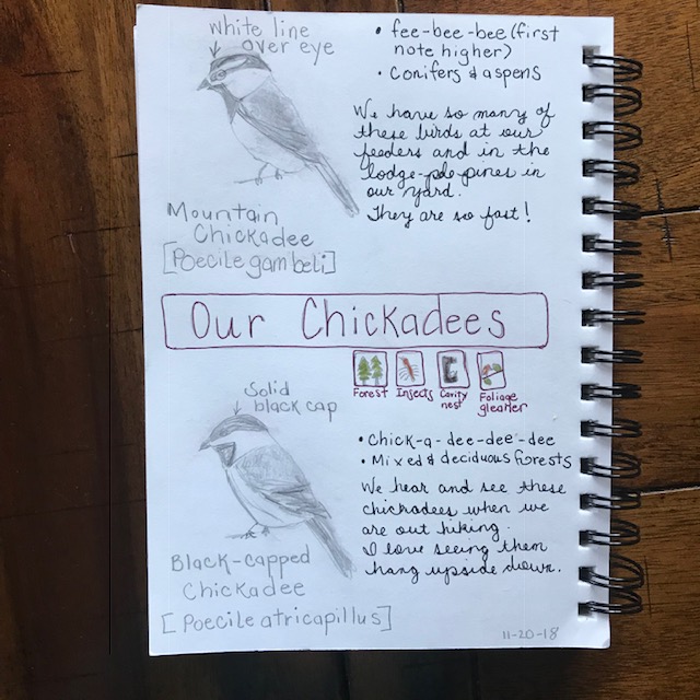 chickadee nature journal page