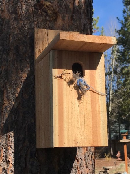 chickadee nest box bird oregon april 2020