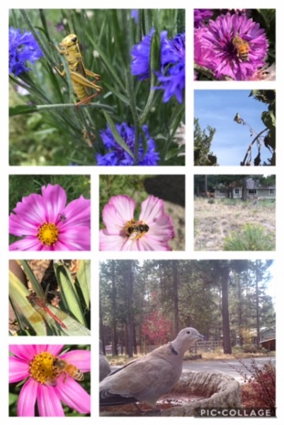 collage wildlife garden