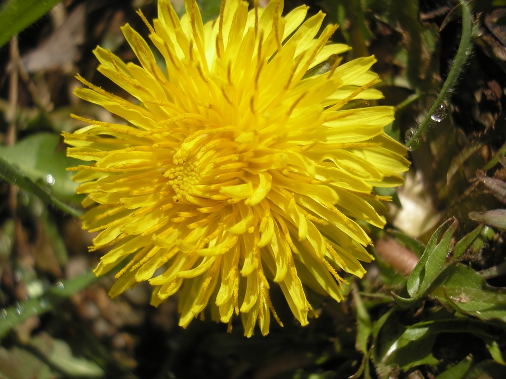 dandelion nyctinasty