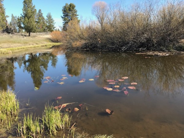 duck pond oregon april 2020