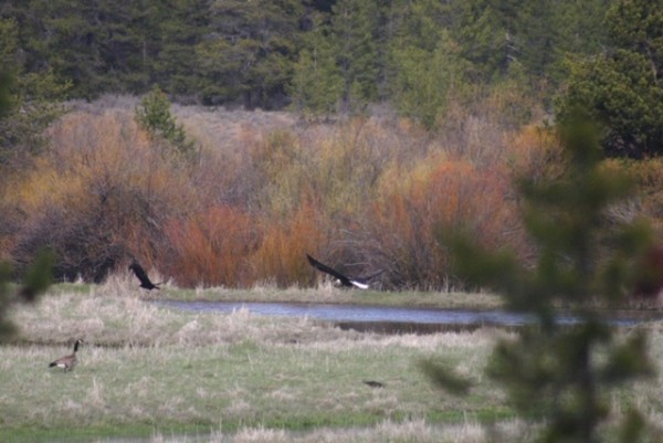 eagle chasing raven april 2019