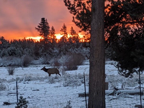 elk