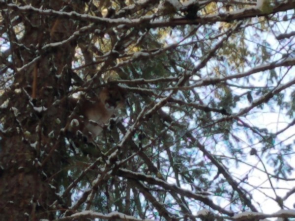 feb 2019 mountain lion