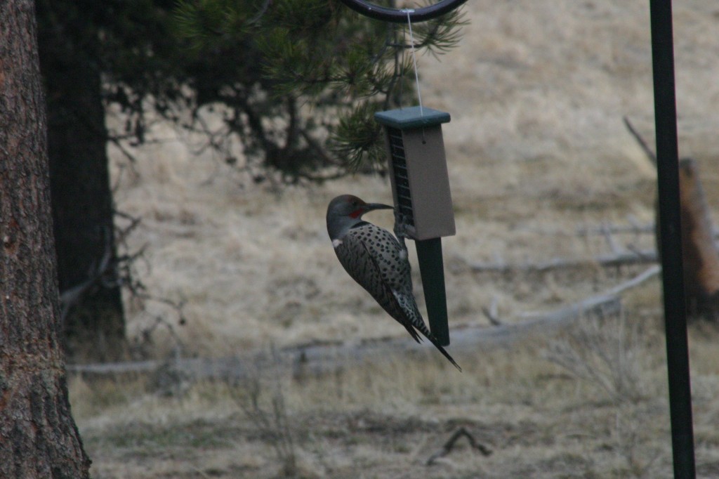 flicker woodpecker birdfeeder beak feb 2018