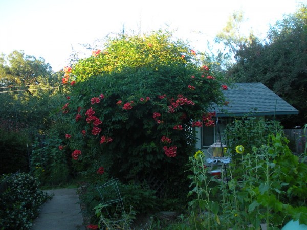 garden beginnings california