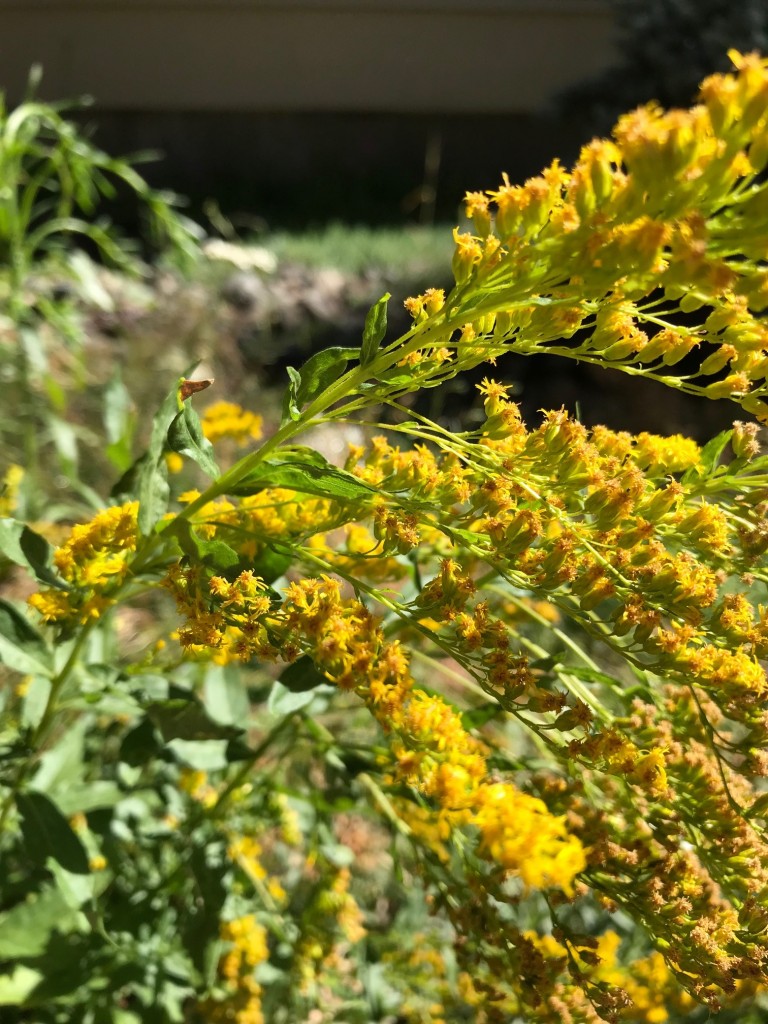 goldenrod sept 2018 (1)