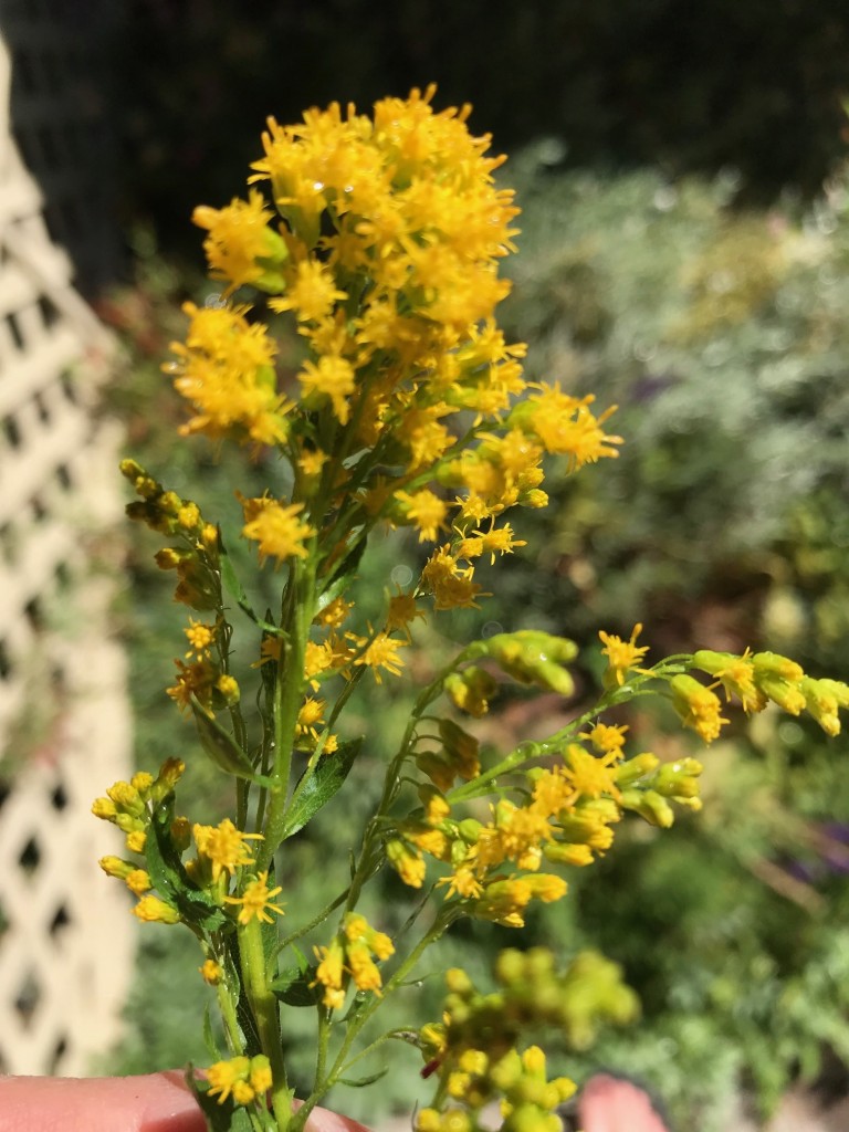 goldenrod sept 2018 (2)