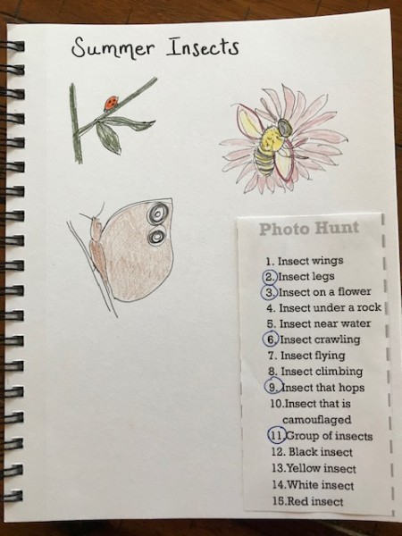 insect nature journal page august 2020