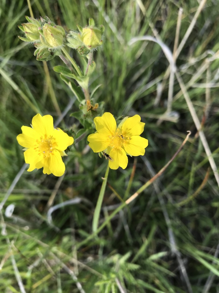 june 2018 common silverweed