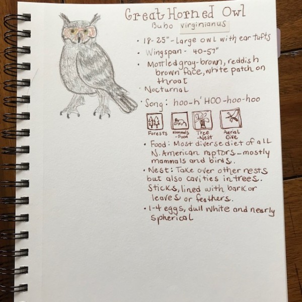 nature journal examples (6) great horned owl bird
