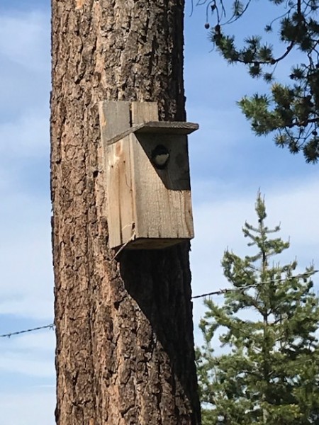 nesting box