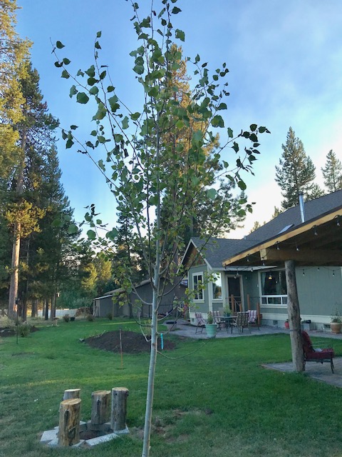 new aspen tree august 2018