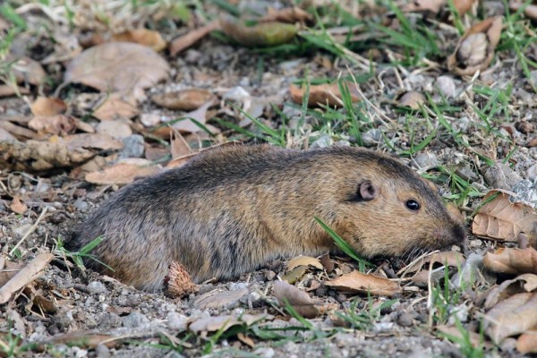 pocket gopher mammal high desert photo credit httpswww.flickr.comphotosgregthebusker