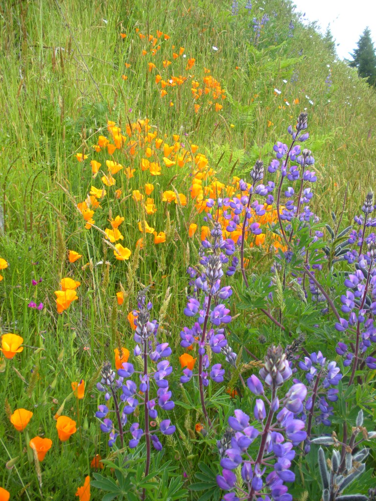 Wildflowers lupine and poppies at the OHC