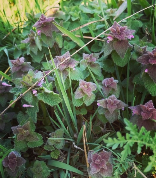 purple dead nettle outdoor hour challenge nature study