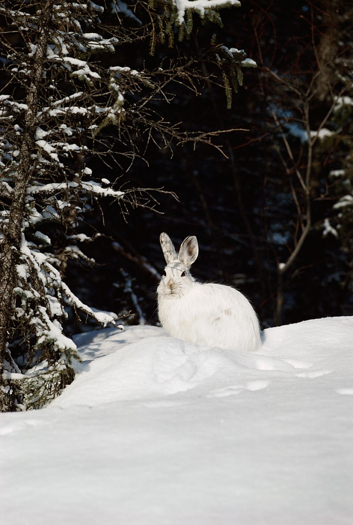 rabbit mammal snow subnivean winter