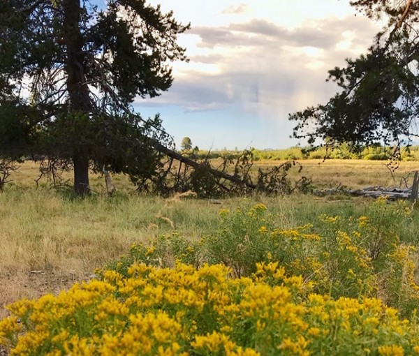 rabbitbrush oregon fall