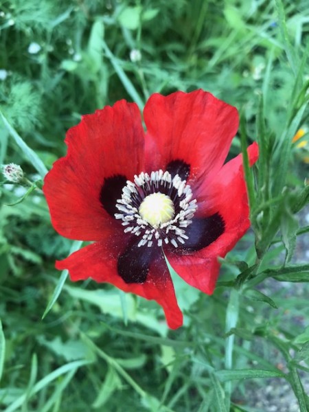 renees garden poppy sunflower 2020 (2)