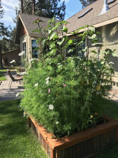 renees garden seeds 2020 (7)