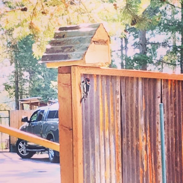 sapsucker in yard april 2020