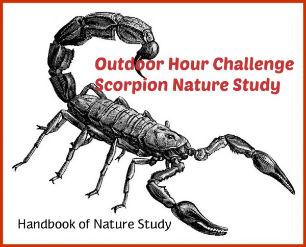 Scorpion nature study Outdoor Hour Challenge