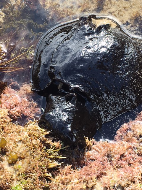 sea slug at crystal cove state park