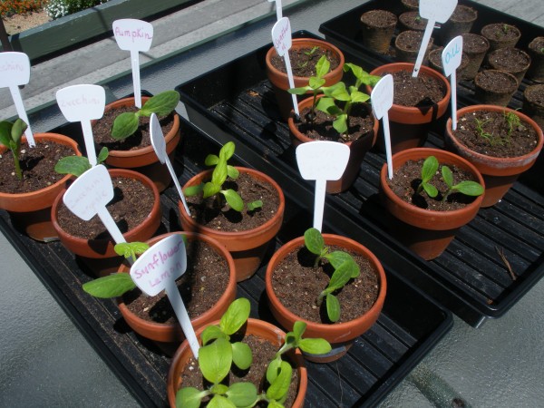 seeds pots sunflowers may 2010 (2)