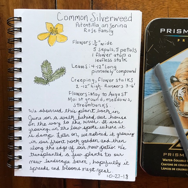 silverweed nature journal page
