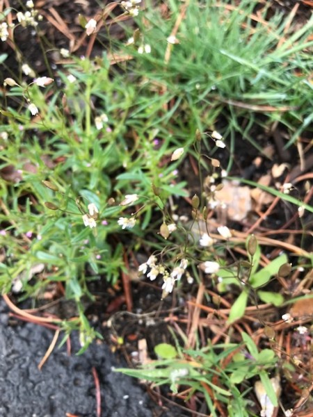 small white flowers wildflowers april 2020 oregon