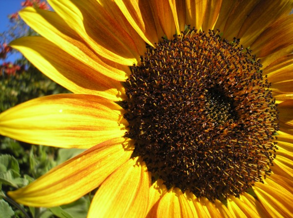 Sunflower summer garden