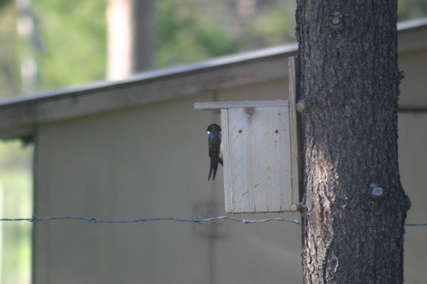 tree swallow nesting box may 2019 (2)