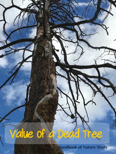 value of a dead tree @handbookofnaturestudy