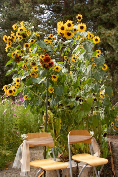 wedding in the garden sunflowers september 2020