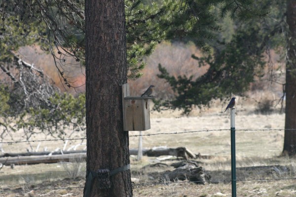 western bluebirds nesting box march  2020 (6)