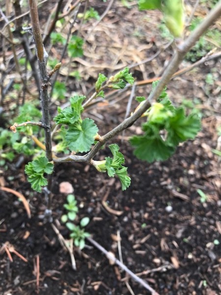 wild currant shrub wildflower leaves spring