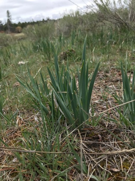 wild iris wildflower spring oregon