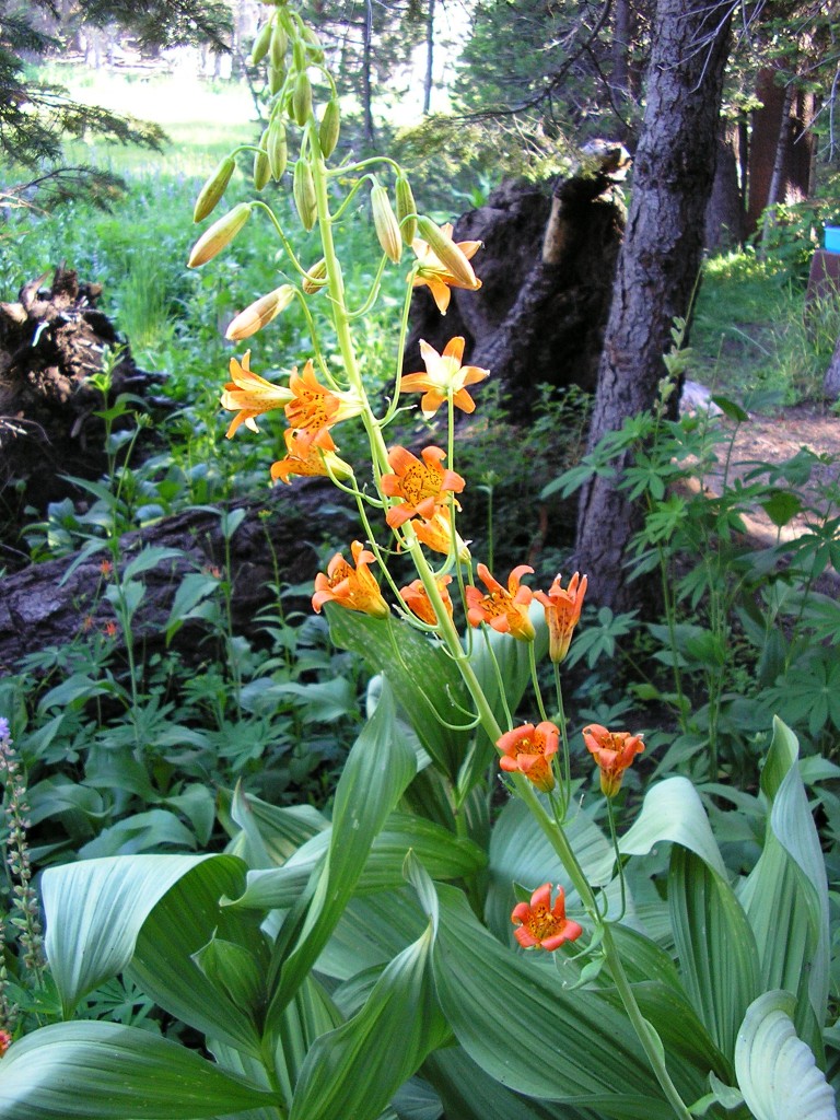 Wildflower OHC