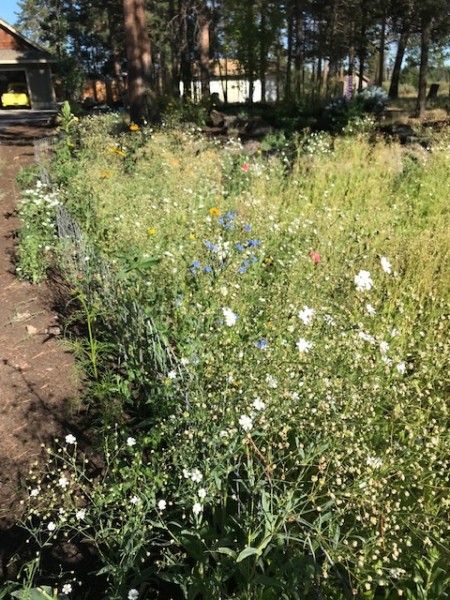 wildflower meadow oregon 2019 (2)