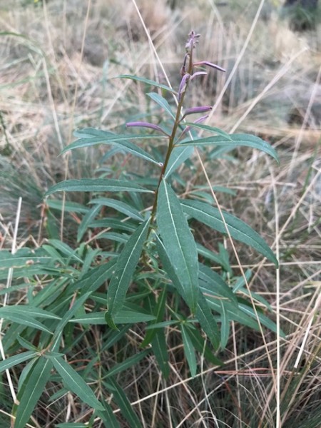 wildside oregon sept 2020 (1) fireweed