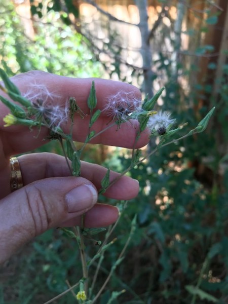 oregon sept 2020 (2) prickly lettuce seeds