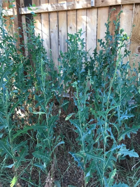 wildside oregon sept 2020 (5) prickly lettuce