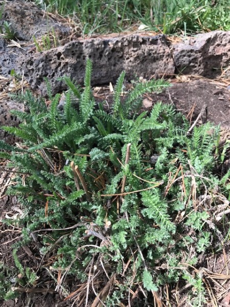 yarrow spring 2020