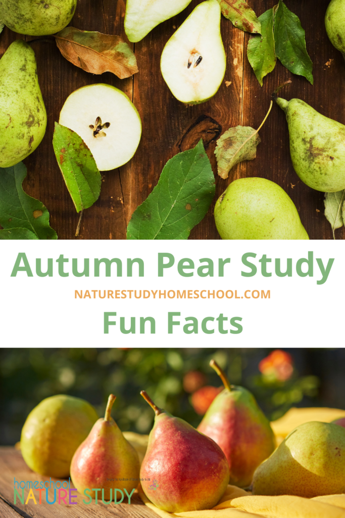 This autumn, enjoy this pear study and fun facts. Members can download the Fruits and Vegetables Sorting Worksheet.
