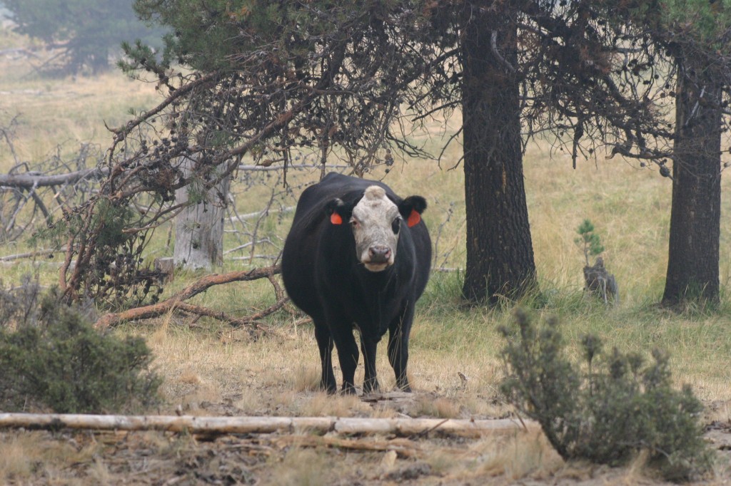 cows in the backyard sept 2017 (6)