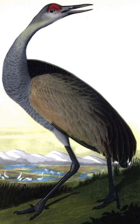 sandhill crane bird