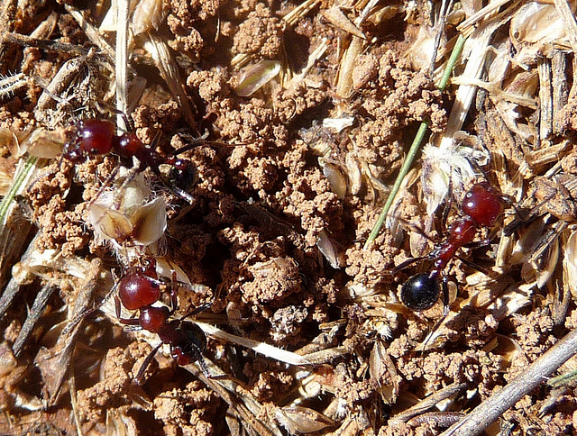 Ants harvesting seeds